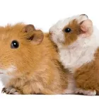 La imagen 1 de la Empresa VETERINARA OJUELOS Salud y Medicina en Zinacantepec MEX