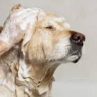 La imagen 2 de la Empresa VETERINARA OJUELOS Salud y Medicina en Zinacantepec MEX