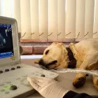 La imagen 3 de la Empresa VETERINARA OJUELOS Salud y Medicina en Zinacantepec MEX