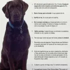 La imagen 5 de la Empresa VETERINARIA DE LOS ÁLAMOS CONSULTORIO en Tijuana BCN