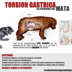 La imagen 7 de la Empresa VETERINARIA DE LOS ÁLAMOS CONSULTORIO en Tijuana BCN