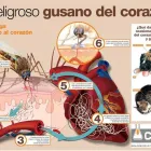 La imagen 8 de la Empresa VETERINARIA DE LOS ÁLAMOS CONSULTORIO en Tijuana BCN