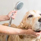 La imagen 1 de la Empresa VETERINARIA EL ARCA DE NOE Salud y Medicina en Mazatlán SIN