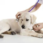 La imagen 2 de la Empresa VETERINARIA EL ARCA DE NOE Salud y Medicina en Mazatlán SIN