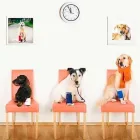 La imagen 3 de la Empresa VETERINARIA EL ARCA DE NOE Salud y Medicina en Mazatlán SIN