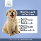 La imagen 3 de la Empresa VETERINARIA EL CORCEL Salud y Medicina en Tepic NAY