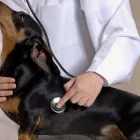 La imagen 1 de la Empresa VETERINARIA LA HERRADURA Salud y Medicina en Río Bravo TAM