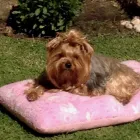 La imagen 2 de la Empresa VETERINARIA LA HERRADURA Salud y Medicina en Río Bravo TAM