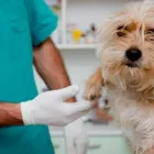 La imagen 3 de la Empresa VETERINARIA LA HERRADURA Salud y Medicina en Río Bravo TAM