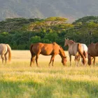 La imagen 1 de la Empresa VETERINARIA SANTA CRUZ Salud y Medicina en Tehuacán PUE