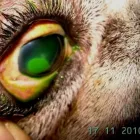 La imagen 2 de la Empresa VETERINARIA TEPEYAC Salud y Medicina en Ciudad De México CMX