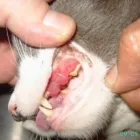 La imagen 9 de la Empresa VETERINARIA TEPEYAC Salud y Medicina en Ciudad De México CMX