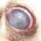 La imagen 12 de la Empresa VETERINARIA TEPEYAC Salud y Medicina en Ciudad De México CMX
