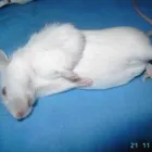 La imagen 19 de la Empresa VETERINARIA TEPEYAC Salud y Medicina en Ciudad De México CMX