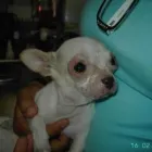 La imagen 20 de la Empresa VETERINARIA TEPEYAC Salud y Medicina en Ciudad De México CMX