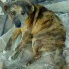 La imagen 1 de la Empresa VETERINARIA Y ESTETICA CANINA LA GLORIA Salud y Medicina en Tijuana BCN