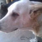 La imagen 2 de la Empresa VETERINARIA Y ESTETICA CANINA LA GLORIA Salud y Medicina en Tijuana BCN