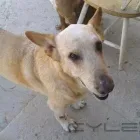 La imagen 4 de la Empresa VETERINARIA Y ESTETICA CANINA LA GLORIA Salud y Medicina en Tijuana BCN
