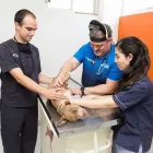 La imagen 3 de la Empresa VETS MEDICAL CENTER Salud y Medicina en Puebla MEX