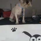 La imagen 8 de la Empresa VIVE LE PUG Salud y Medicina en Cuernavaca MOR
