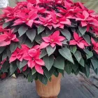 La imagen 2 de la Empresa VIVERO LA FLOR DE MORELOS Sistemas y Equipos de Riego en Cocoyoc MOR