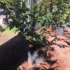 La imagen 3 de la Empresa VIVERO LA FLOR DE MORELOS Sistemas y Equipos de Riego en Cocoyoc MOR