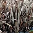 La imagen 4 de la Empresa VIVERO LA FLOR DE MORELOS Sistemas y Equipos de Riego en Cocoyoc MOR