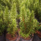 La imagen 5 de la Empresa VIVERO LA FLOR DE MORELOS Sistemas y Equipos de Riego en Cocoyoc MOR