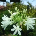 La imagen 6 de la Empresa VIVERO LA FLOR DE MORELOS Sistemas y Equipos de Riego en Cocoyoc MOR