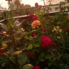 La imagen 8 de la Empresa VIVERO LA FLOR DE MORELOS Sistemas y Equipos de Riego en Cocoyoc MOR