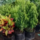 La imagen 9 de la Empresa VIVERO LA FLOR DE MORELOS Sistemas y Equipos de Riego en Cocoyoc MOR