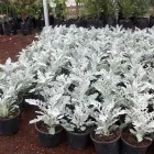 La imagen 10 de la Empresa VIVERO LA FLOR DE MORELOS Sistemas y Equipos de Riego en Cocoyoc MOR