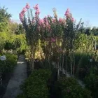 La imagen 11 de la Empresa VIVERO LA FLOR DE MORELOS Sistemas y Equipos de Riego en Cocoyoc MOR