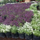 La imagen 13 de la Empresa VIVERO LA FLOR DE MORELOS Sistemas y Equipos de Riego en Cocoyoc MOR