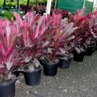 La imagen 14 de la Empresa VIVERO LA FLOR DE MORELOS Sistemas y Equipos de Riego en Cocoyoc MOR