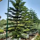 La imagen 16 de la Empresa VIVERO LA FLOR DE MORELOS Sistemas y Equipos de Riego en Cocoyoc MOR