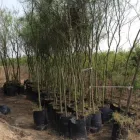 La imagen 17 de la Empresa VIVERO LA FLOR DE MORELOS Sistemas y Equipos de Riego en Cocoyoc MOR