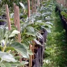 La imagen 18 de la Empresa VIVERO LA FLOR DE MORELOS Sistemas y Equipos de Riego en Cocoyoc MOR