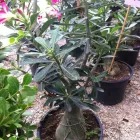 La imagen 19 de la Empresa VIVERO LA FLOR DE MORELOS Sistemas y Equipos de Riego en Cocoyoc MOR