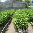 La imagen 20 de la Empresa VIVERO LA FLOR DE MORELOS Sistemas y Equipos de Riego en Cocoyoc MOR