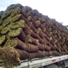 La imagen 22 de la Empresa VIVERO LA FLOR DE MORELOS Sistemas y Equipos de Riego en Cocoyoc MOR