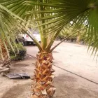 La imagen 23 de la Empresa VIVERO LA FLOR DE MORELOS Sistemas y Equipos de Riego en Cocoyoc MOR