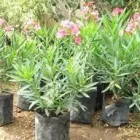 La imagen 25 de la Empresa VIVERO LA FLOR DE MORELOS Sistemas y Equipos de Riego en Cocoyoc MOR