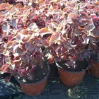 La imagen 26 de la Empresa VIVERO LA FLOR DE MORELOS Sistemas y Equipos de Riego en Cocoyoc MOR