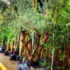 La imagen 27 de la Empresa VIVERO LA FLOR DE MORELOS Sistemas y Equipos de Riego en Cocoyoc MOR