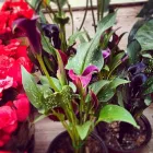 La imagen 30 de la Empresa VIVERO LA FLOR DE MORELOS Sistemas y Equipos de Riego en Cocoyoc MOR