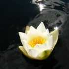 La imagen 31 de la Empresa VIVERO LA FLOR DE MORELOS Sistemas y Equipos de Riego en Cocoyoc MOR