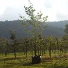 La imagen 32 de la Empresa VIVERO LA FLOR DE MORELOS Sistemas y Equipos de Riego en Cocoyoc MOR