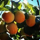 La imagen 1 de la Empresa VIVERO S ESTRELLA Industrias y Agricultura en Guadalajara JAL