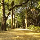 La imagen 1 de la Empresa VIVERO VILLEGAS Industrias y Agricultura en Ciudad Cuauhtémoc CHH